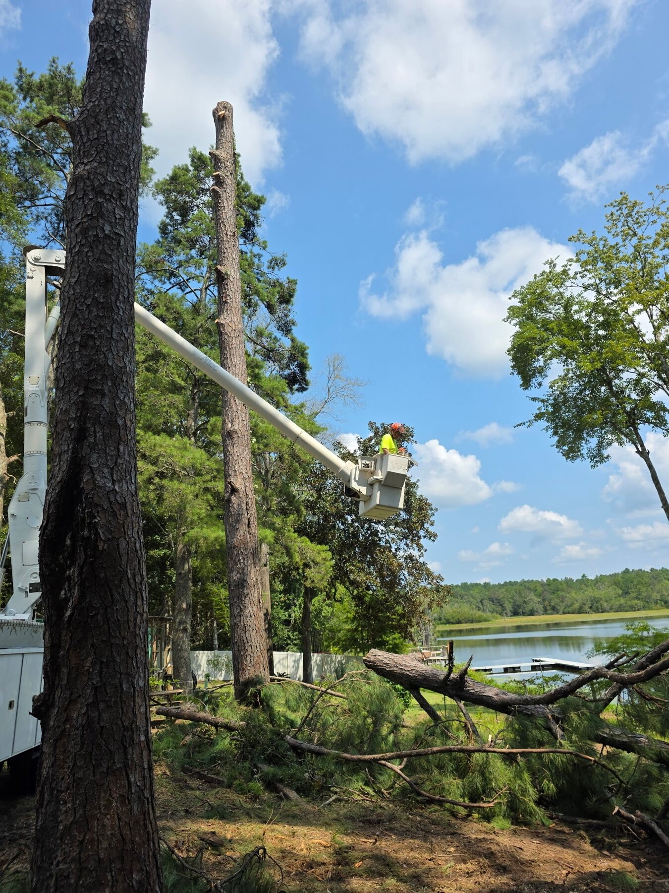 H&L bucket operator removing a lakeside pine