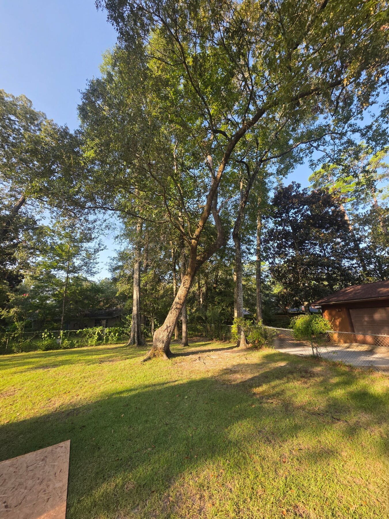 Mature tree in a residential yard before clearing work