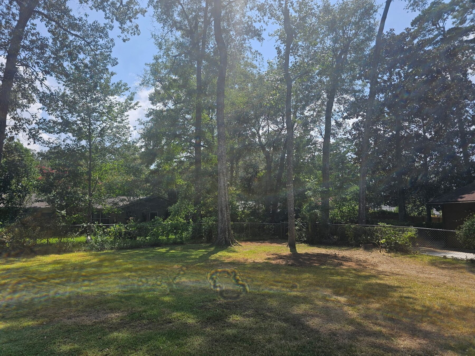 Cleared yard with selected shade trees left in place
