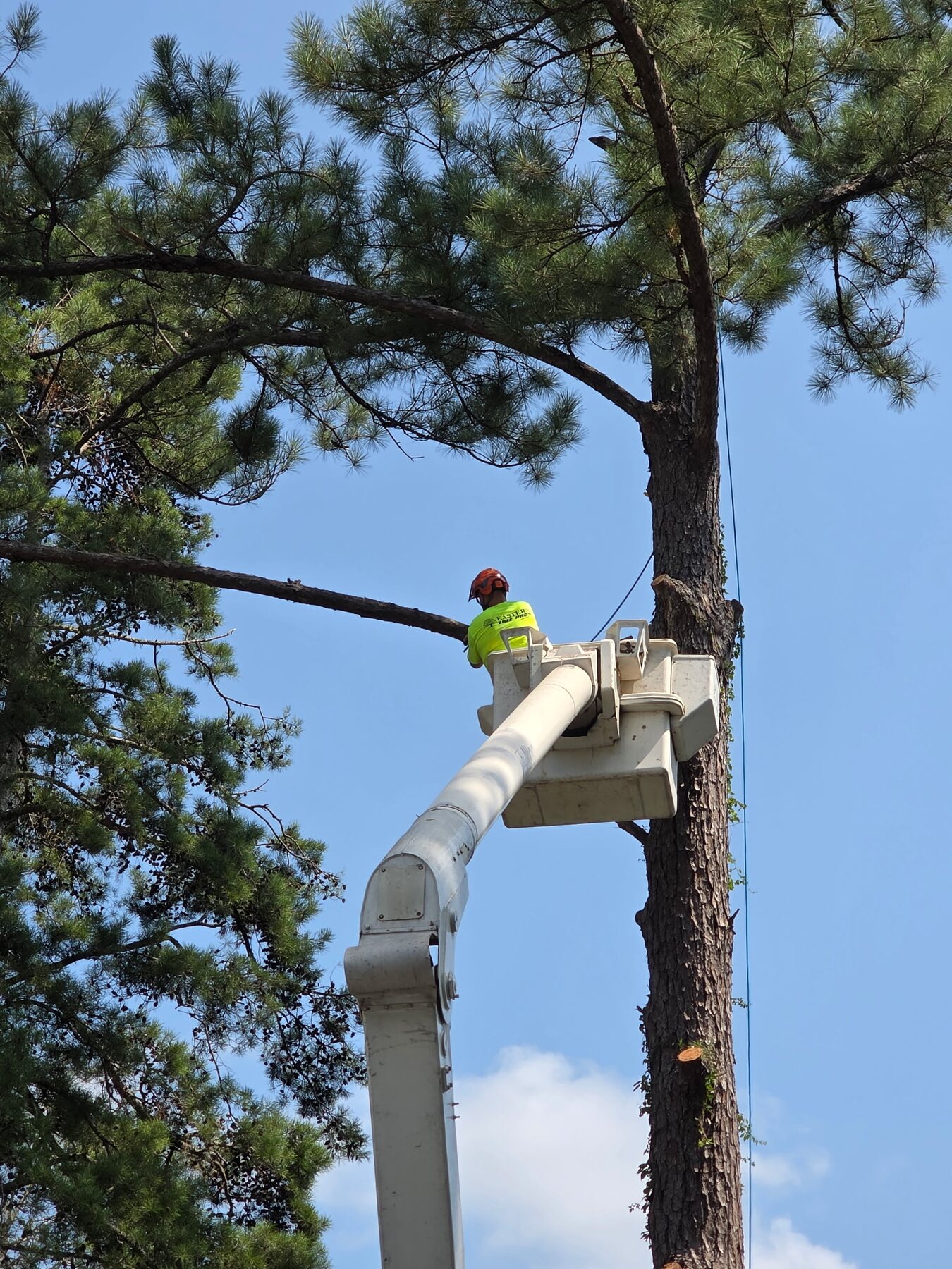 H&L bucket operator cutting pine limbs