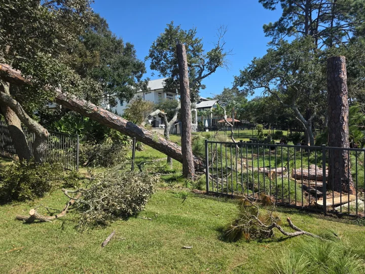 Broken pine beside a fence with branches scattered across the grass