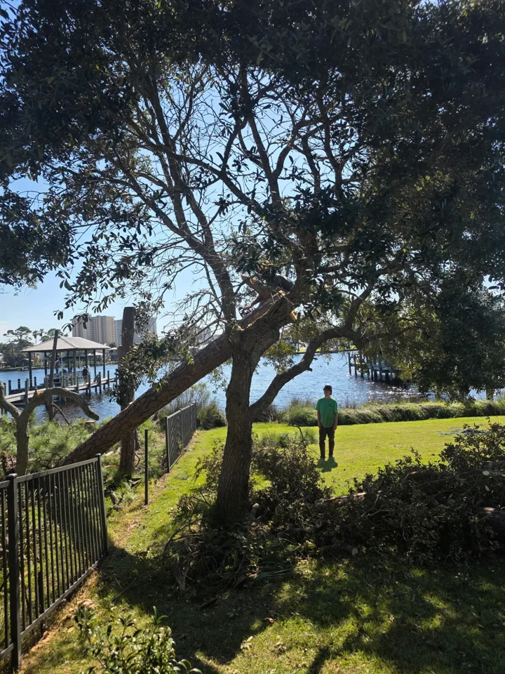 Broken trunk leaning beside a fence and waterfront trees