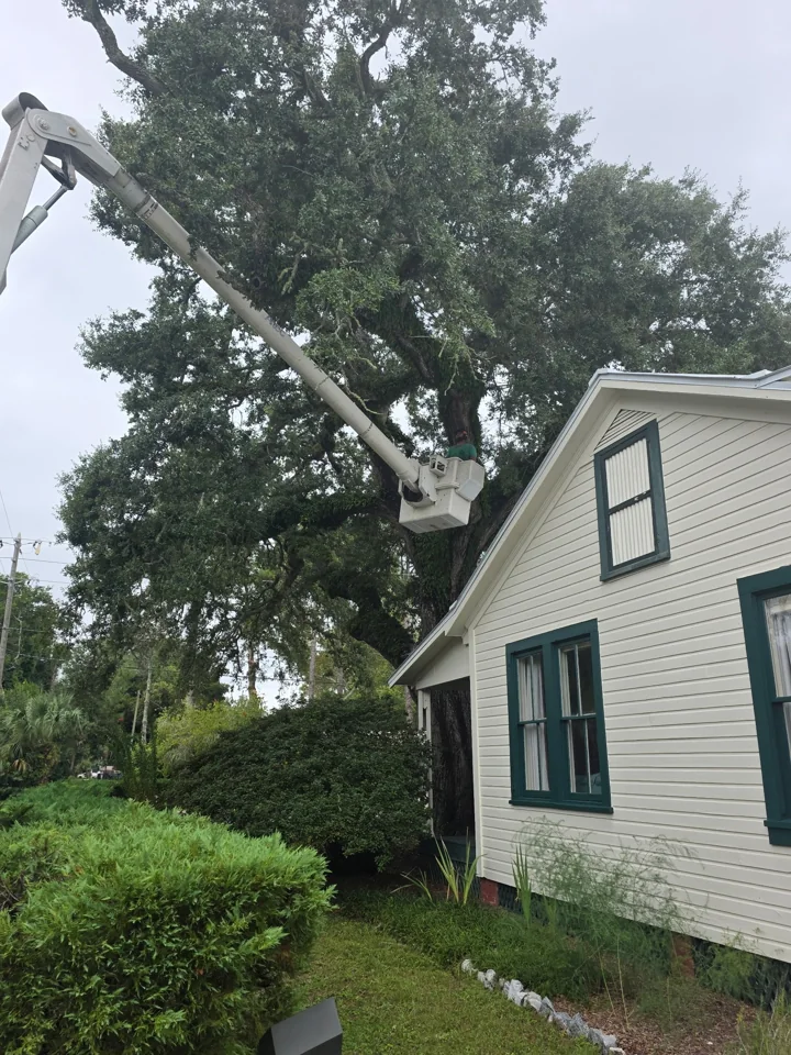 Bucket truck reaching into a tree beside a house