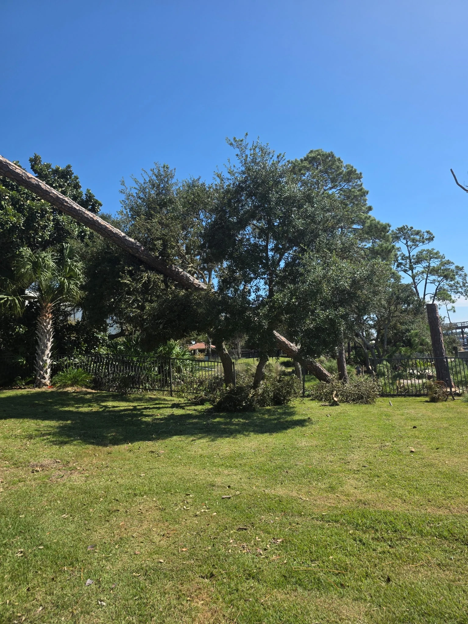 Damaged pine extending across a waterfront yard during H&L's Hurricane Isaias response