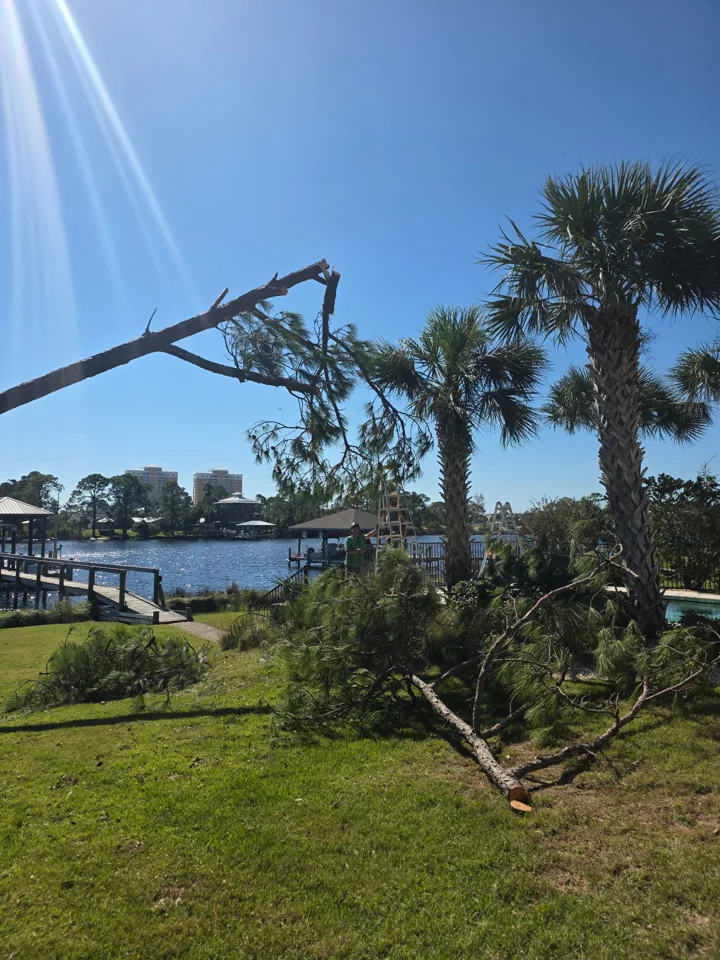 Angled pine trunk above cut branches on a waterfront lawn