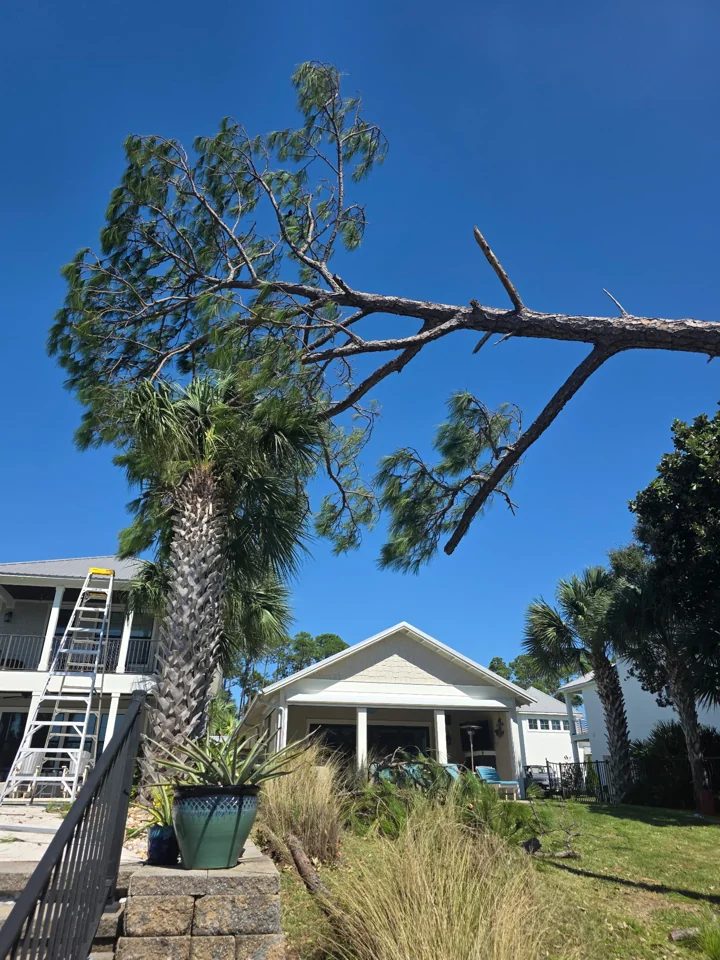 Raised pine branches above a yard with a house and palms nearby